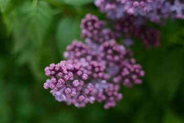 Obraz premium Lilac tree flowers close up
