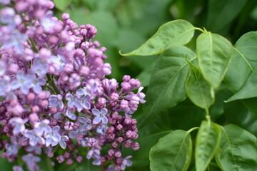 Unopened lilac tree flowers close up