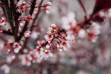 Pink crabapple blossoms in springtime