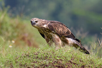 Changeable hawk eagle with a fierce gaze