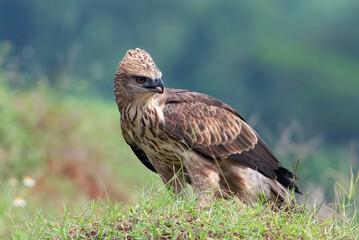 Changeable hawk eagle with a fierce gaze