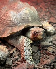 turtle on the ground