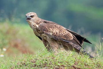 Changeable hawk eagle with a fierce gaze