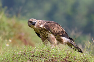 Changeable hawk eagle with a fierce gaze