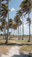 Tropical beach path, palm trees swaying, sunny day, travel postcard