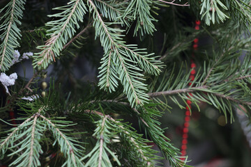 Close-up of fir tree branches