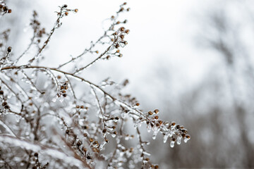 Close up of ice covered weeds against winter sky