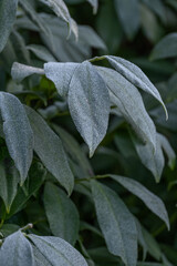 Photo of frost on leaves in winter weather close-up