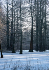 Winter landscape trees and frozen lake