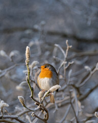 Close-up of a robin bird on a branch in winter weather