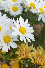 white Common daisy beautiful flowers with blur green background in garden, White beautiful daisies on a field in green grass, Oxeye daisy, Leucanthemum vulgare, Daisies, Dox-eye, Dog daisy in nature