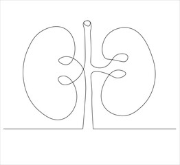 One continuous line drawing of human kidney organ anatomy. single line drawing of kidney. editable stroke