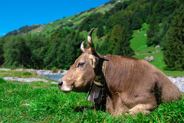 Cows on green grass in summer. A herd of cows grazing on green pastures in Swiss Alps. Farming and livestock. Grazing cow. Hereford cow at summer green field. Cow herd. Cows on farmland. Milk farm.