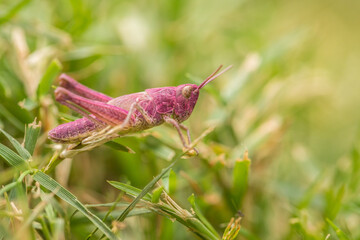 magenta, grasshopper, erythrism, chorthippus, insect, in grass, pink, red, mutant, real photo