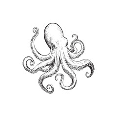 illustration of a octopus