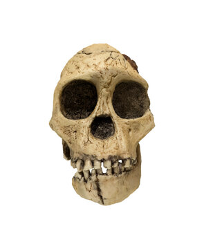 Skull of australopithecus africanus dated to 2.5 million years ago isolated.