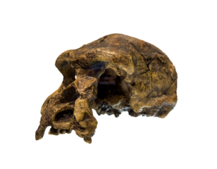 Erectus skull. Discovered in 1969 in Sangiran, Java, Indonesia. Dated to 1 million years ago isolated.