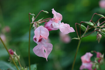 Impatiens glandulifera, commonly known as Himalayan Balsam, invasive wild plant from Finland
