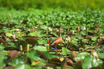 Wild ducks standing in the lake area are filled with lotus trees