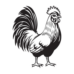 rooster isolated on white background