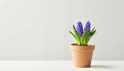 Purple flowers in a terracotta pot on a light background