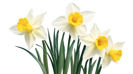Daffodil flowers