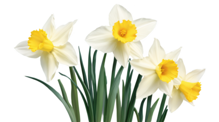 Daffodil flowers