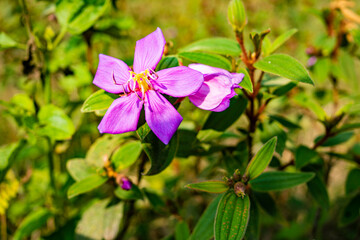 道ばたの花(タイ)