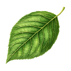 Obraz premium Lush Green Summer Leaf with Intricate Botanical Textures and Patterns