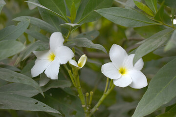 white flower called plumeria pudica  in the garden, Plumeria Pudica white flowers, Plumeria Pudica Flowers Beautiful tulips flowers blooming outdoors garden. White color Plumeria Pudica flowers image