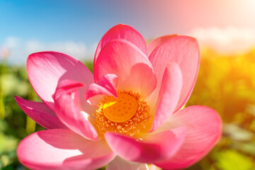 Fototapeta premium A pink lotus flower sways in the wind, Nelumbo nucifera. Against the background of their green leaves. Lotus field on the lake in natural environment.