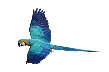Colorful flying Blue and Gold Macaw parrot isolated on transparent background png file