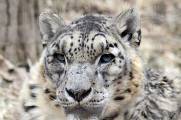 ユキヒョウ