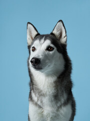 Alert Siberian Husky portrayed in a studio setting, displaying its piercing gaze. Dog portrait...