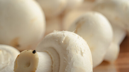 Fresh white mushroom button (Agaricus bisporus)  close up.