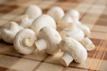 Fresh white mushroom button (Agaricus bisporus)  close up.
