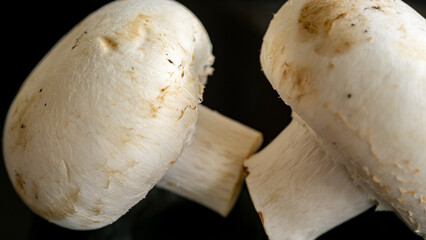 Fresh white mushroom button (Agaricus bisporus)  close up.
