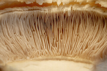 Close up of mushroom gills.