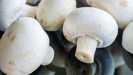Fresh white mushroom button (Agaricus bisporus)  close up.
