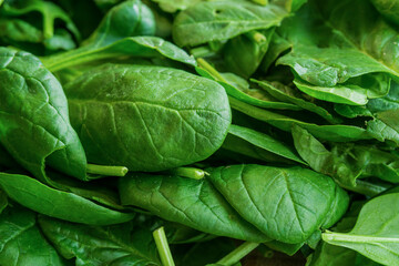 Fresh green spinach leaves. Texture of raw organic baby spinach close up.