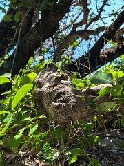 Tree and leaves branch