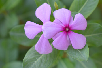 Close-up view of purple madagascar periwinkle, The scientific name is Catharanthus roseus, purple...