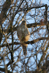 Juvenile Northern Goshawk (Accipiter gentilis)