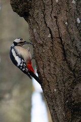 Greater Spotted Woodpecker(Dendrocopos major)