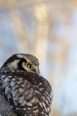 Northern hawk-owl (Surnia ulula). Wildlife bird.