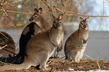 Red-necked wallaby (Macropus rufogriseus)