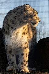 Close up of a beautiful snow leopard Irbis