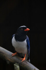 An attractive Red-billed Blue Magpie (Urocissa erythroryncha)
