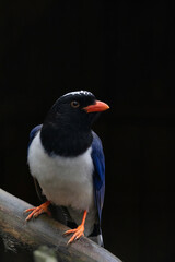 An attractive Red-billed Blue Magpie (Urocissa erythroryncha)