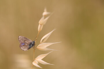 una farfalla licenide al tramonto in un prato